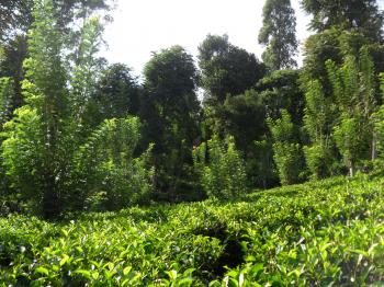 sri lanka