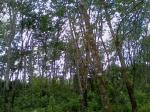 Rubber land for sale in madala