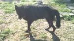 Belgian shephard doberman ridgebacks labrador