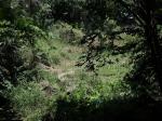 20 acres valuable land at ella for immediate sale