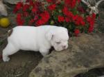 Gorgeous english bull dogs available