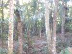 Valuable land 40 p 5 km from gampaha ja ela main road