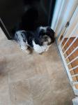 Adorable male and female shih tzu puppies