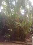 Plants for sale