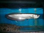 Arowana fish for sale