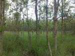 25 acres teak estate for sale in puttalam