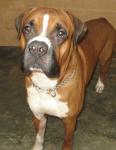 Boxer for sale