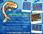Imported japanese koi
