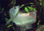 13 inches silver arowana for sale