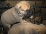 Bullmustiff puppies for sale in negombo