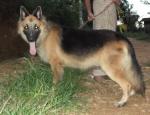 Male german shepherd lion for sale