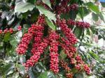 Catimor coffee for a super cultivation