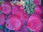 Discus fish sale whole sale retail
