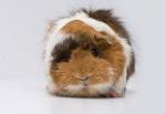 Rabbits and guinea pig for sale