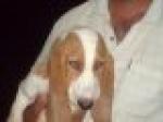 Brown white cocus spaniel