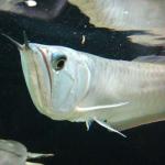 Silver arowana with full condition tank