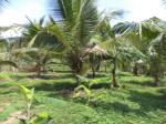 Coconut land for sale yatadola waththa matugama