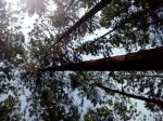 Land with pine trees for sale in hatton