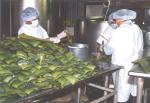 Aloevera industry in sri lanka introducing by uttara holdings pvtltd