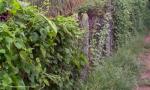 Land for sale in poruwadanda horana